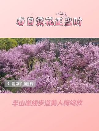 半山崖线步道美人梅绽放 春日赏花正当时